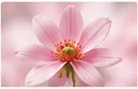 Pink flower symbolising preventive women’s healthcare