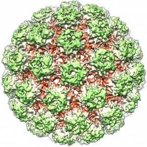 Papillomavirus capsid from Bovine